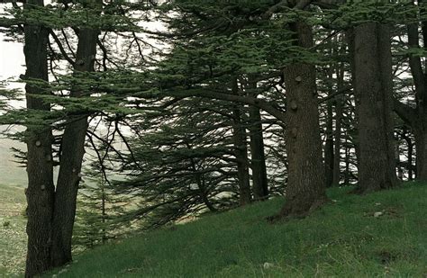 How To Plant Cedar Trees Everything You Need To Know