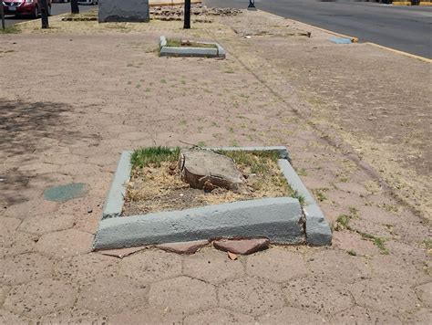 Tala De Rboles En Salamanca Ambientalistas Exigen Explicaciones