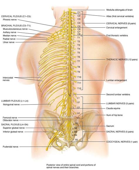 Lumbar Spine Diagram With Nerves