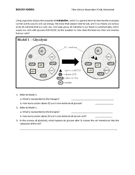 93 Cellular Respiration Pogil Worksheet Living Organisms Display The