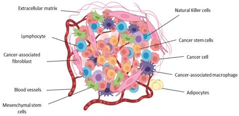 Cancers Free Full Text The Tumor Microenvironment In Tumorigenesis