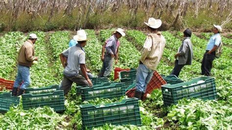 Un Programa De La Fao Benefici A M S De Agricultores