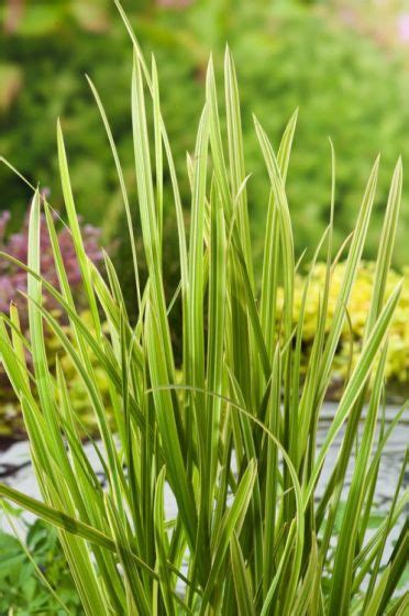 Glyceria Maxima Variegata M Cm