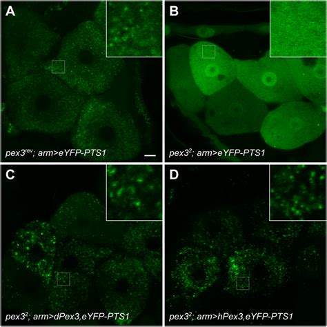 Peroxisome biogenesis is impaired in pex3 2 mutants. Peroxisomes were ... 