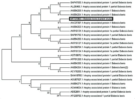 Proteins Phylogenetic Tree Of Babesia Bovis Rhoptry Associated