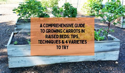 A Comprehensive Guide To Growing Carrots In Raised Beds: Tips ...