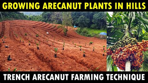 How To Grow ARECA NUT Plants In Hilly Areas Trench Farming Technique