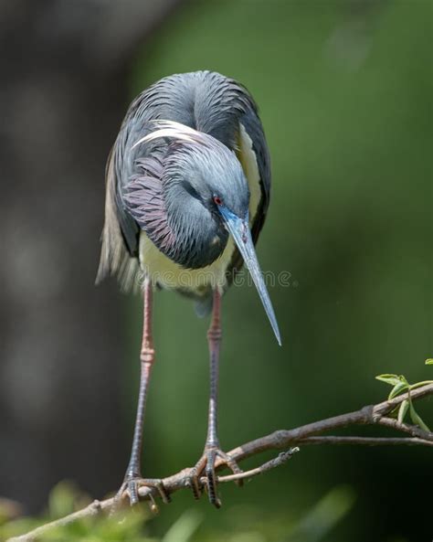 Tricolored Heron in Florida Stock Photo - Image of florida, nature ...