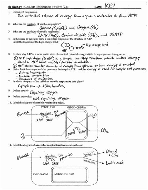 Photosynthesis And Respiration Worksheet Answers Printable Calendars