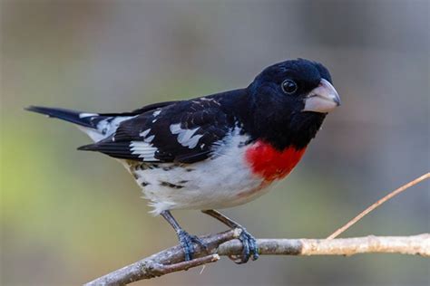 Rose-breasted grosbeak - Bird Informer