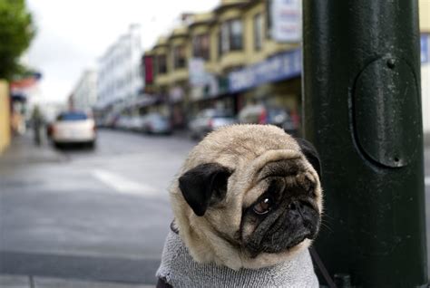 Sad pug is sad - Teh Cute