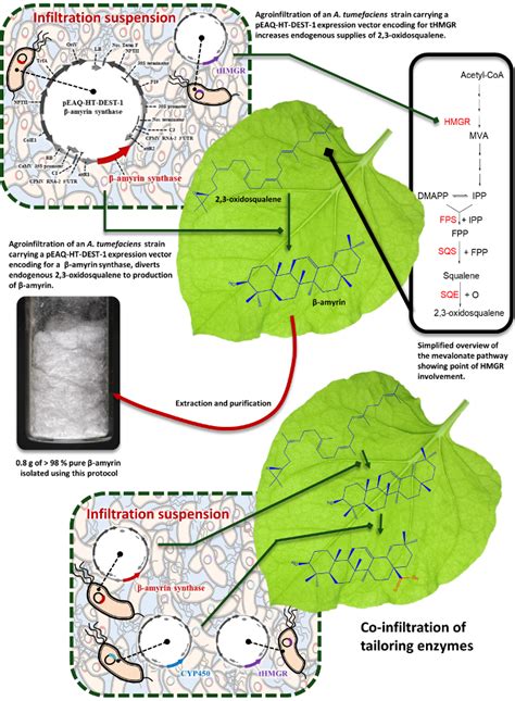 Transient Expression In Nicotiana Benthamiana Leaves For Triterpene