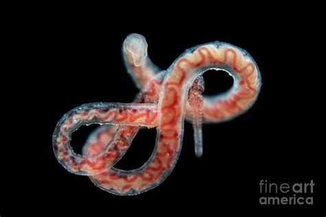 Tubifex Worm Photograph By Frank Fox Science Photo Library