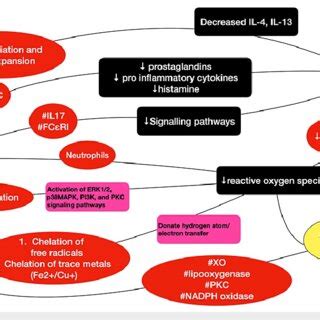 Schematic representation of the pathways involved in flavonoid-mediated ... 
