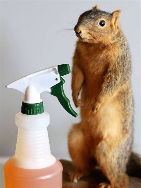 Diy Squirrel Repellent Recipe Natural