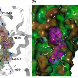 Flexible Docking Result Of 24S In The HTRPV1 Model A Binding Mode Of