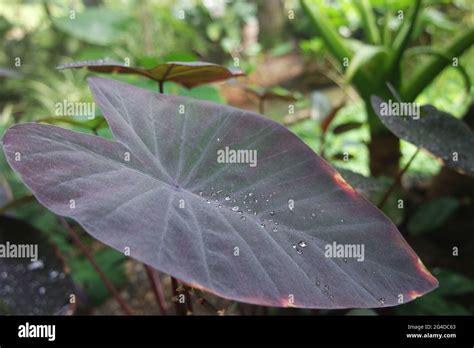 Colocasia Leaves Banque De Photographies Et Dimages Haute R Solution