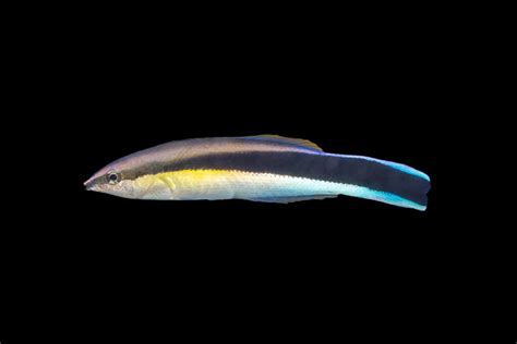 Shop Cleaner Wrasse - Reeftopia | Australia's Source For Premium Fish ...