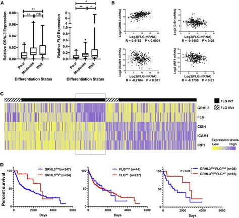 A Grhl Flg Signature Predicts Favorable Prognosis For Hnscc Patients