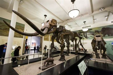 American Museum Of Natural History Prezzi Orari Biglietti E Come