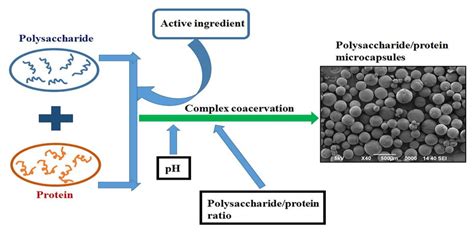 Hydrolysis Of Polysaccharides Proteins And Lipids Experiment