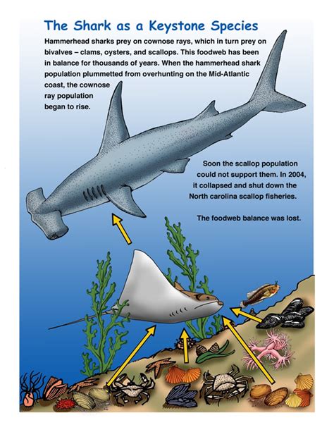 Food Web Gammerhead Seagle