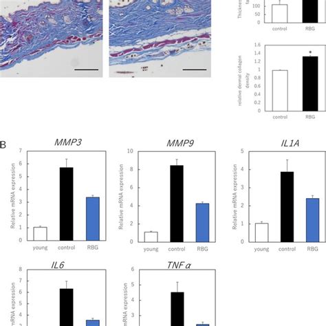 Resibufogenin Improves The Skin Phenotype Of Aging Mice A Comparison