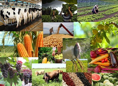 Qual A Diferen A Entre Agricultura De Subsist Ncia E Agricultura