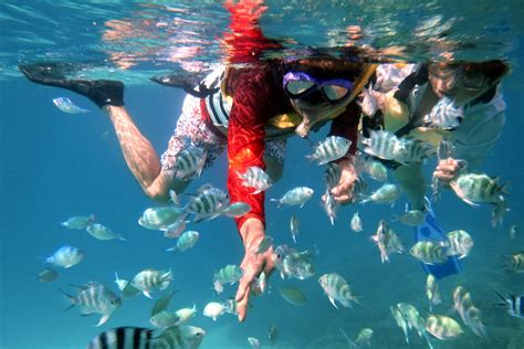 沖縄北部シュノーケリング海の生き物との出会いが豊富ファミリーに最適プランアソビュー