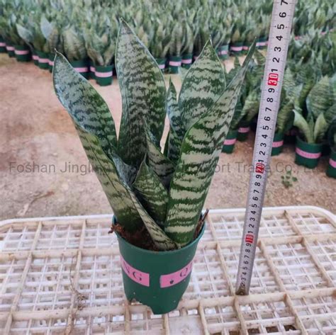 Sansevieria Trifasciata Black Coral Snake Plants Wholesale Indoor Live