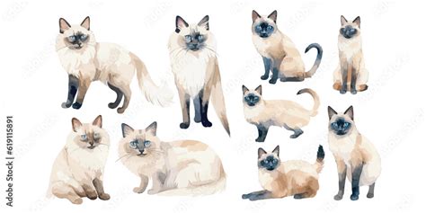 Watercolor Balinese Cat Clipart For Graphic Resources Stock Vector