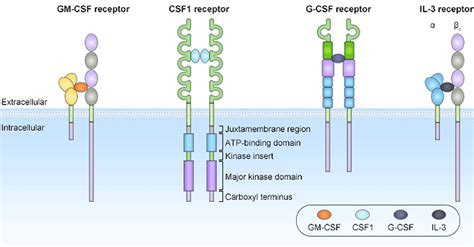 What Is A Csf Colony Stimulating Factor Receptor Cusabio