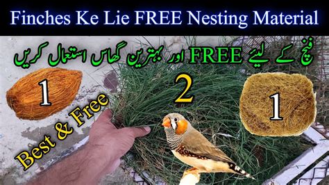 Best Nesting Material For Finches Birds Finch Bird Ke Lie Konsa Ghas