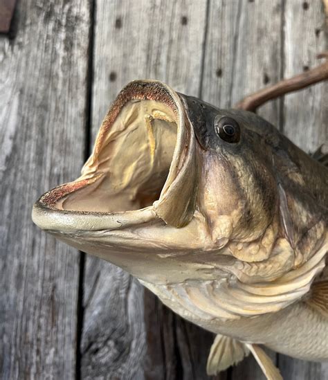 Nice Large Mouth Bass Mount Etsy