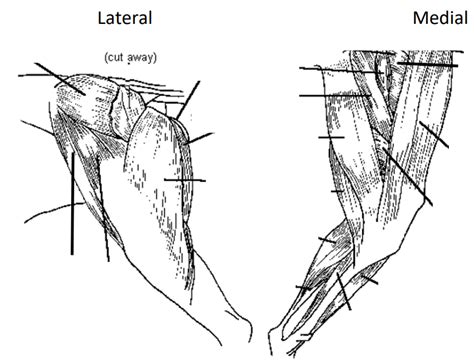 Muscles Of The Hindlimb 2 Diagram Quizlet