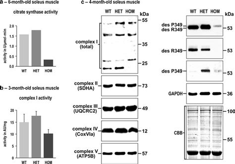 Citrate Synthase And Complex I Activities And Expression Levels Of