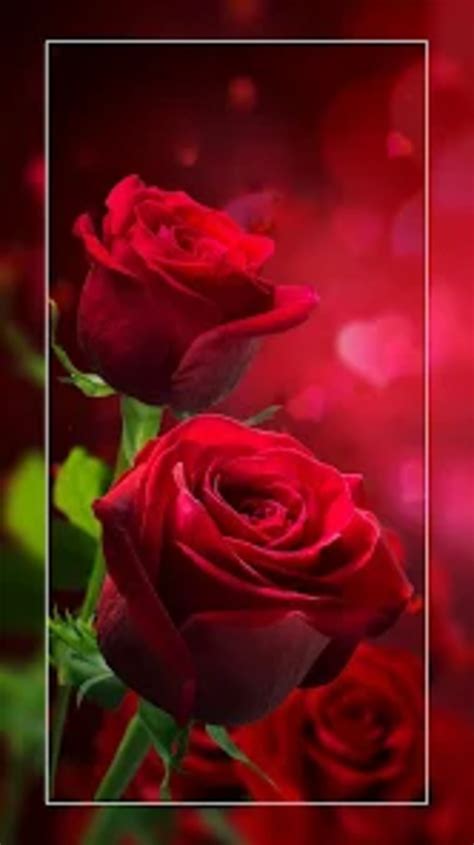 Rose Wallpaper : Flowers for Android - Download