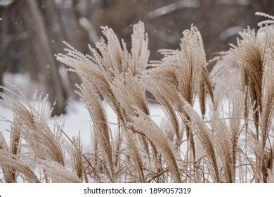 16,379 Ornamental Grass Winter Images, Stock Photos & Vectors ...