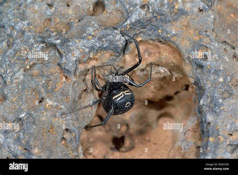 Canary islands, Lanzarote island, spider, Latrodectus sp Stock Photo ...