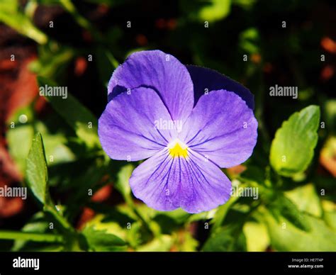 Blue Garden Pansy Viola Wittrockiana Syn Viola Tricolor Var Hortensis