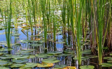 Plantes Aquatiques Filtrantes Lesquelles Choisir Pour Mon Bassin