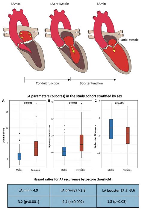 Frontiers Influence Of Sex Based Differences In Cardiac Phenotype On