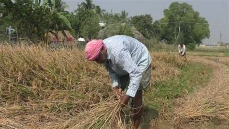 Centre Raises MSP For Paddy Other Kharif Crops For 2023 24 Season