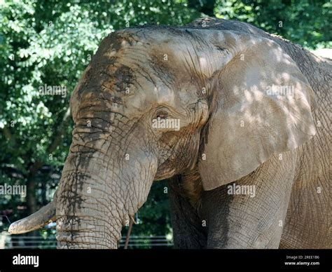 African Savanna Elephant African Bush Elephant Afrikanische Elefant