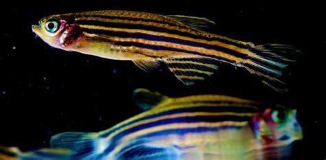 How The Zebrafish Got Its Stripes