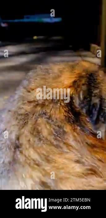 Vertical Video Footage Of A Cat Rolling Over And Licking Its Body In