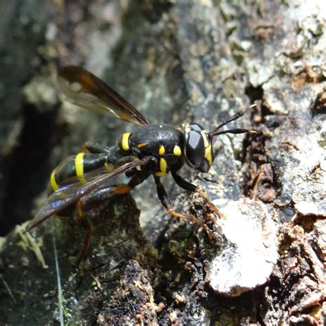 Fausse guêpe Nature en ville à Cergy Pontoise