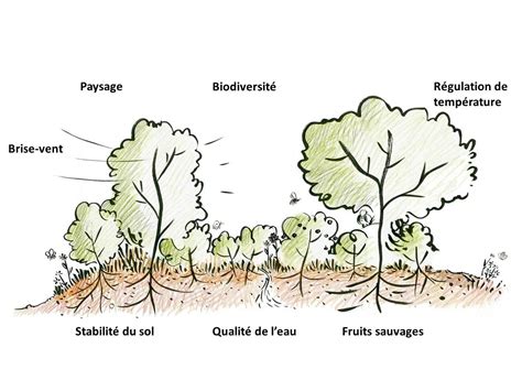 Nos 5 Conseils Pour Planter Votre Haie Mellifère Parc National Des Cévennes