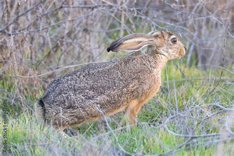 Black-tailed jackrabbit flattening its ears and crouching, both are ...