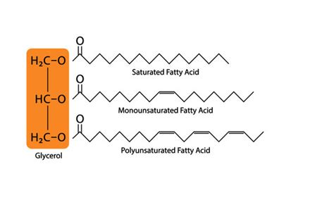 Saturated Triglyceride